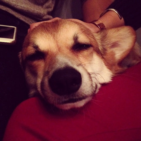 corgi corgi